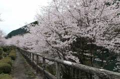 おくとろ公園　桜開花情報