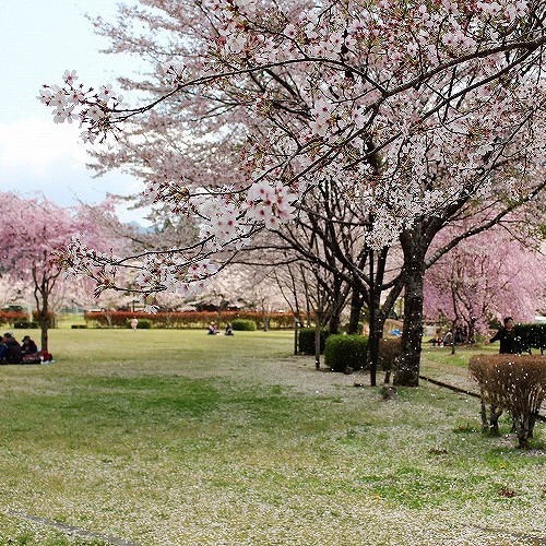 隠れた穴場スポット！北山村おくとろ公園の桜