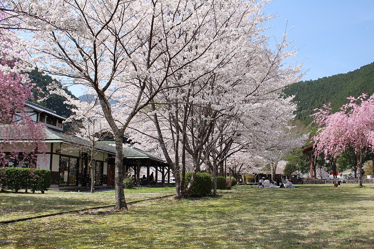 隠れた穴場スポット！北山村おくとろ公園の桜