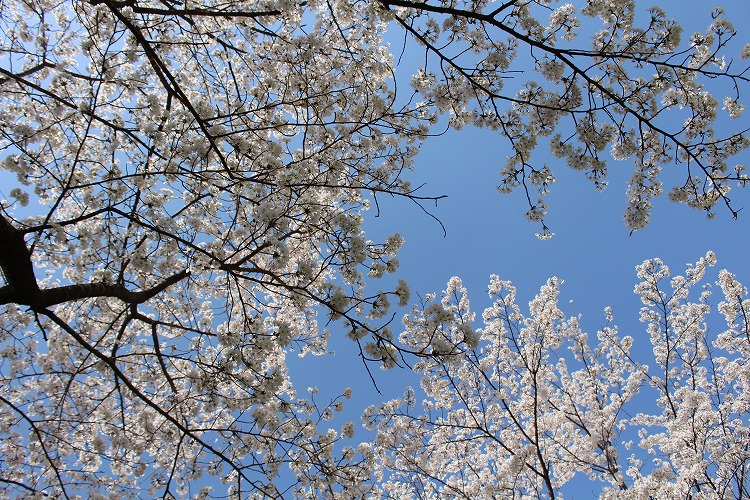 隠れた穴場スポット！北山村おくとろ公園の桜