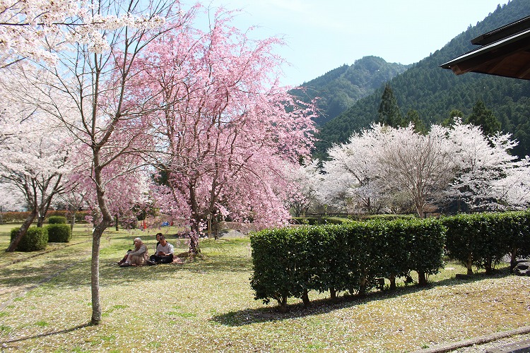 隠れた穴場スポット！北山村おくとろ公園の桜