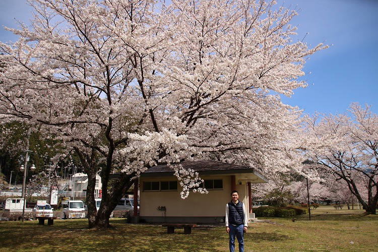 隠れた穴場スポット！北山村おくとろ公園の桜