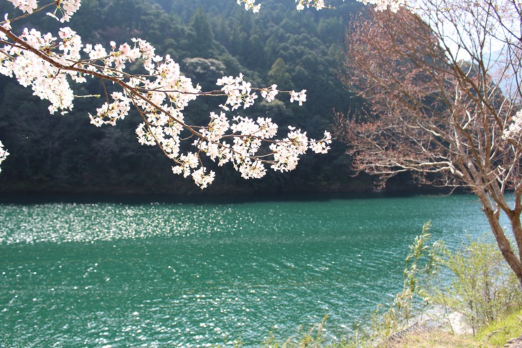 隠れた穴場スポット！北山村おくとろ公園の桜