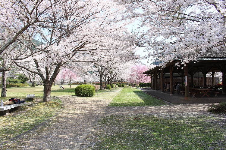 隠れた穴場スポット！北山村おくとろ公園の桜