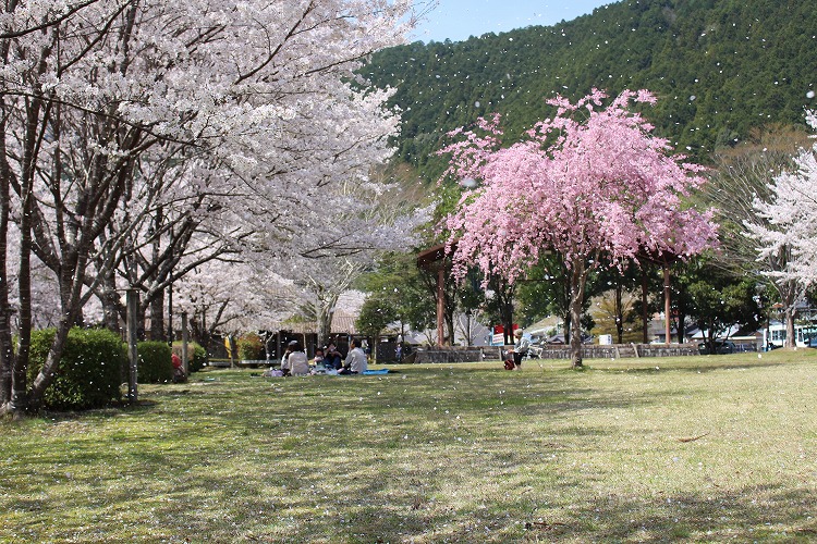 隠れた穴場スポット！北山村おくとろ公園の桜