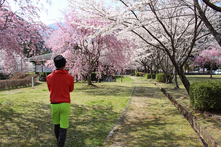 隠れた穴場スポット！北山村おくとろ公園の桜