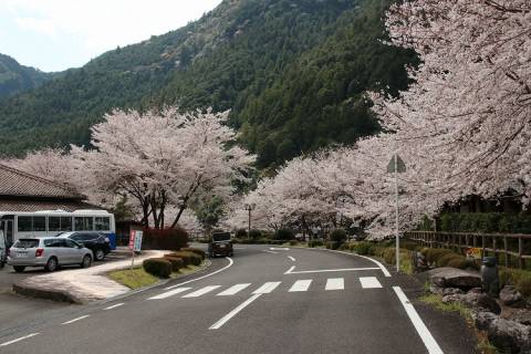 おくとろ公園の桜（ドローン映像）